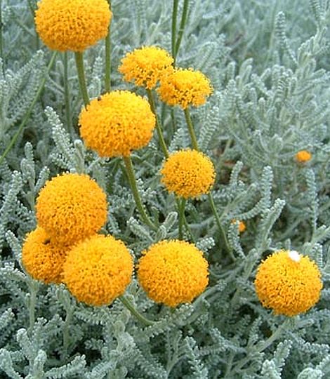 Santolina chamaecyparissus